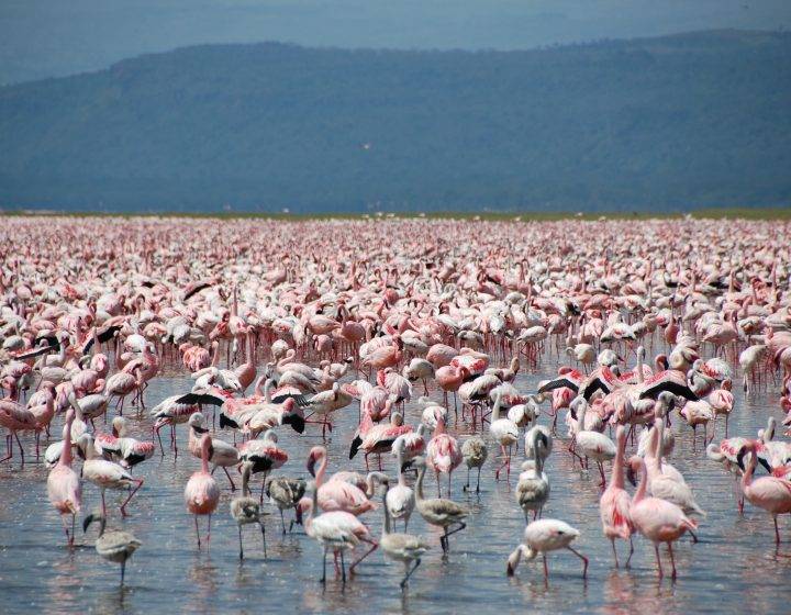 Lake Nakuru National Park