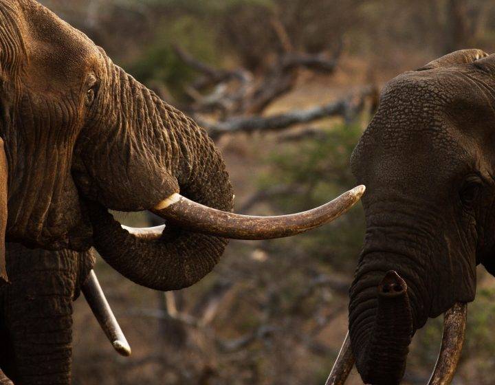 Amboseli National Reserve