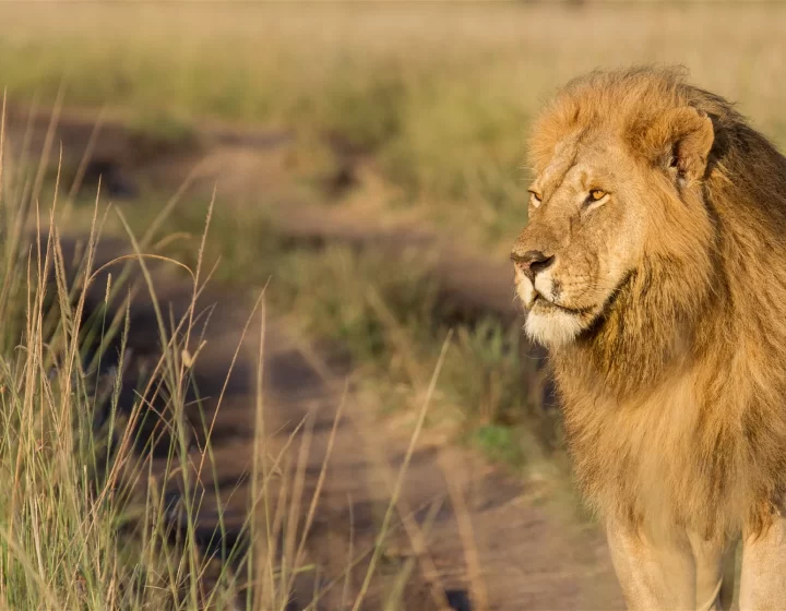 Maasai Mara National Reserve