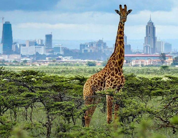 Nairobi National Park