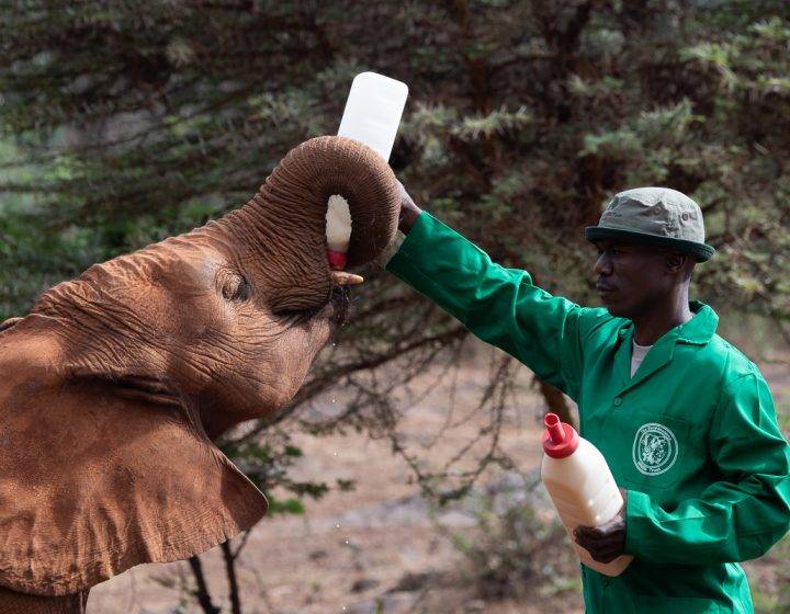 David Sheldrick Wildlife Trust Elephant Nursery