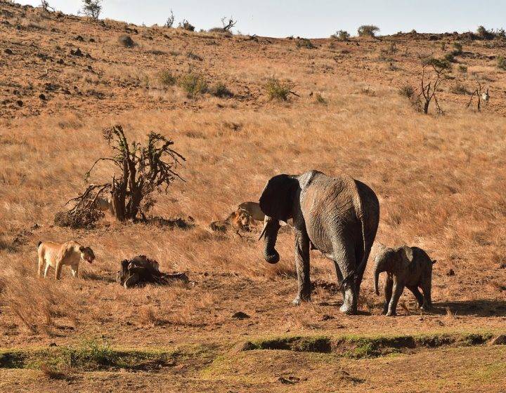 Lewa Wildlife Conservancy